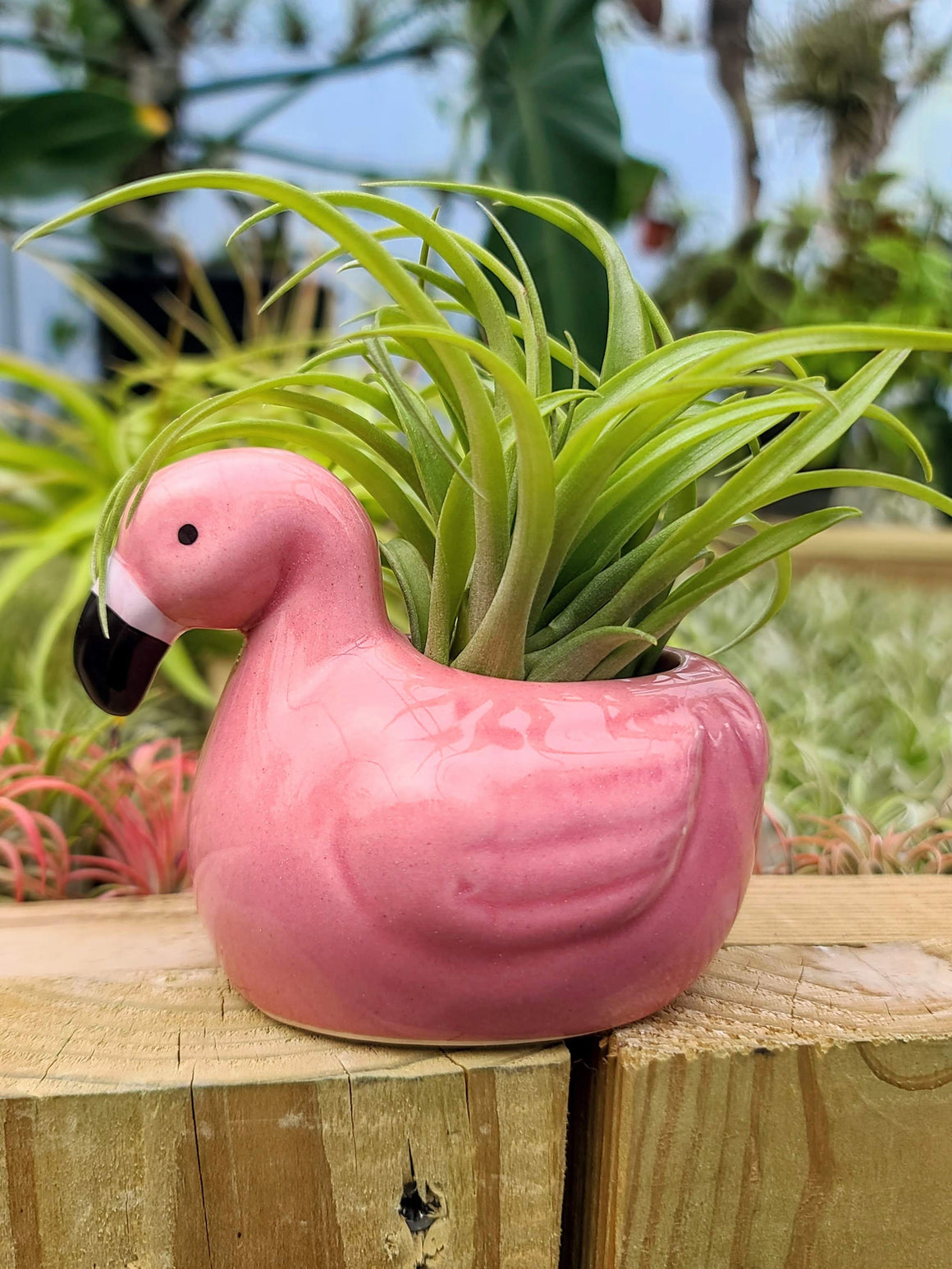 Ceramic Flamingo Holder with Brachycaulos Air Plant