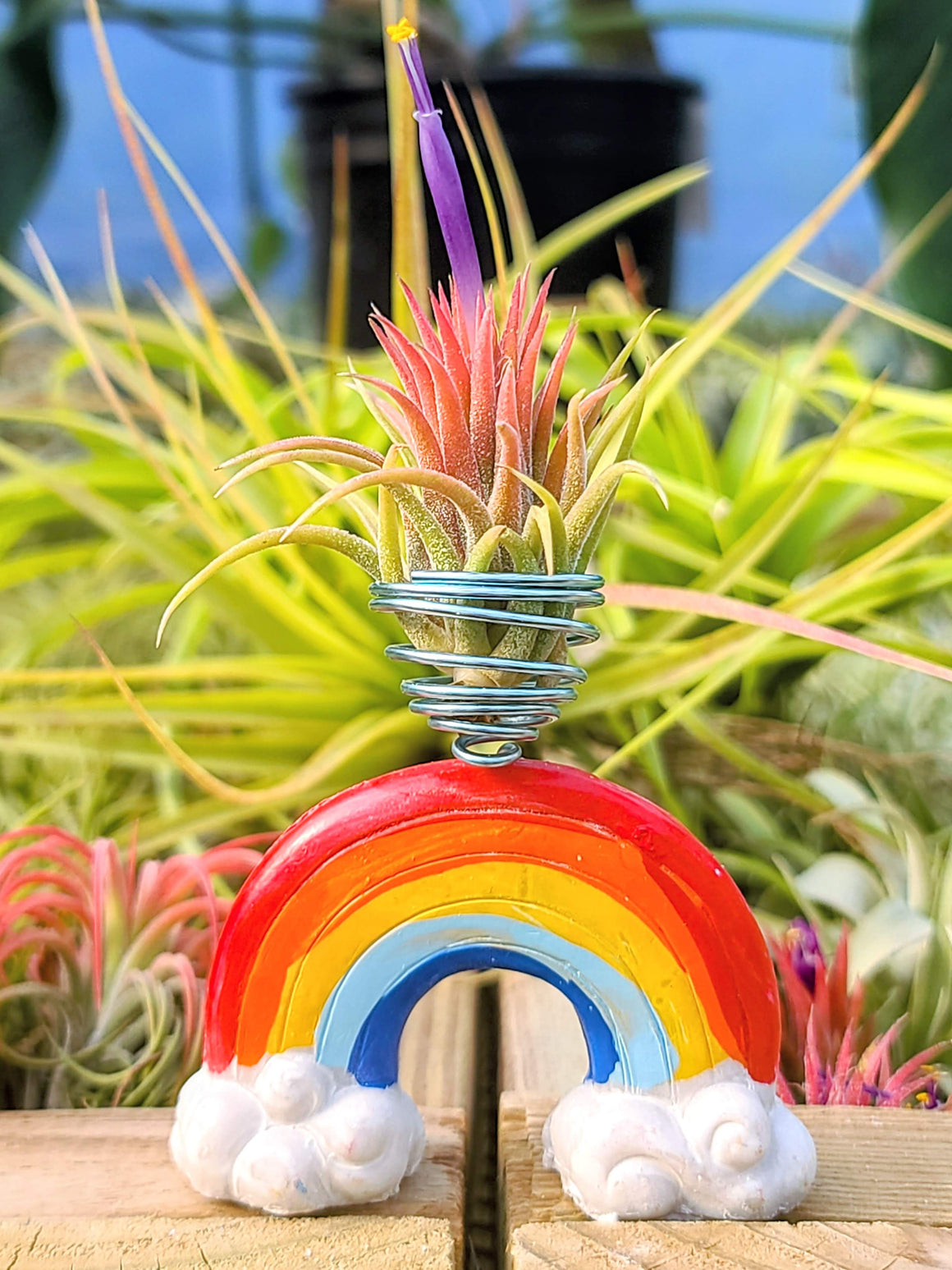 Air Plant Rainbow Holder with Ionantha Mexican