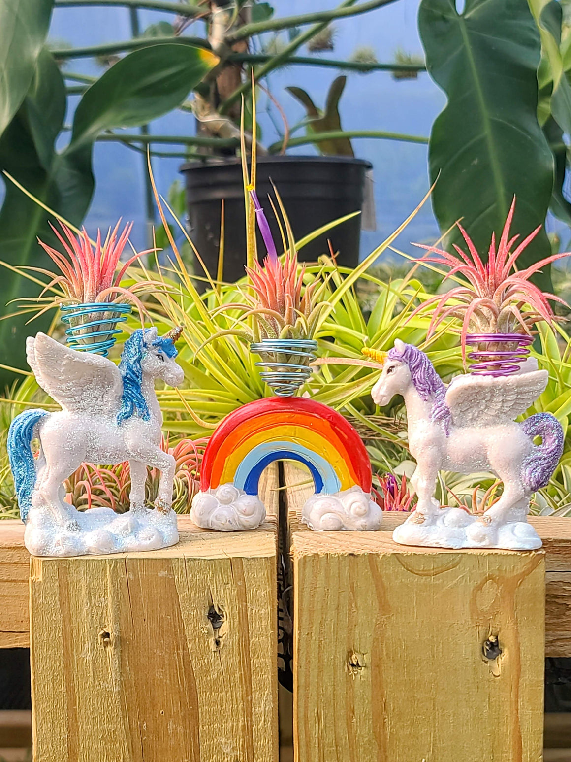 3pc Air Plant Rainbow + Unicorn Holders with Ionantha Mexicans