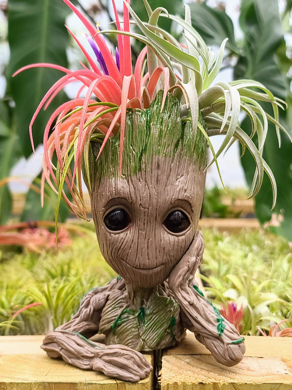 Groot Holder #1 w/ Two Air Plants