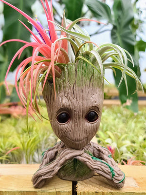 Groot Holder #2 w/ Two Air Plants