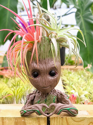 Groot Holder #3 w/ Two Air Plants