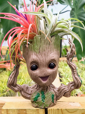 Groot Holder #4 w/ Two Air Plants