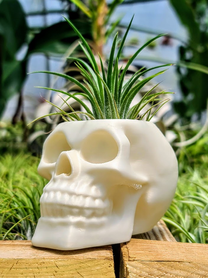 skull air plant holder Pearl White Skull 3D Printed Holder w/ Ionantha Druid