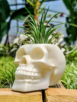 Pearl White Skull 3D Printed Holder w/ Ionantha Druid