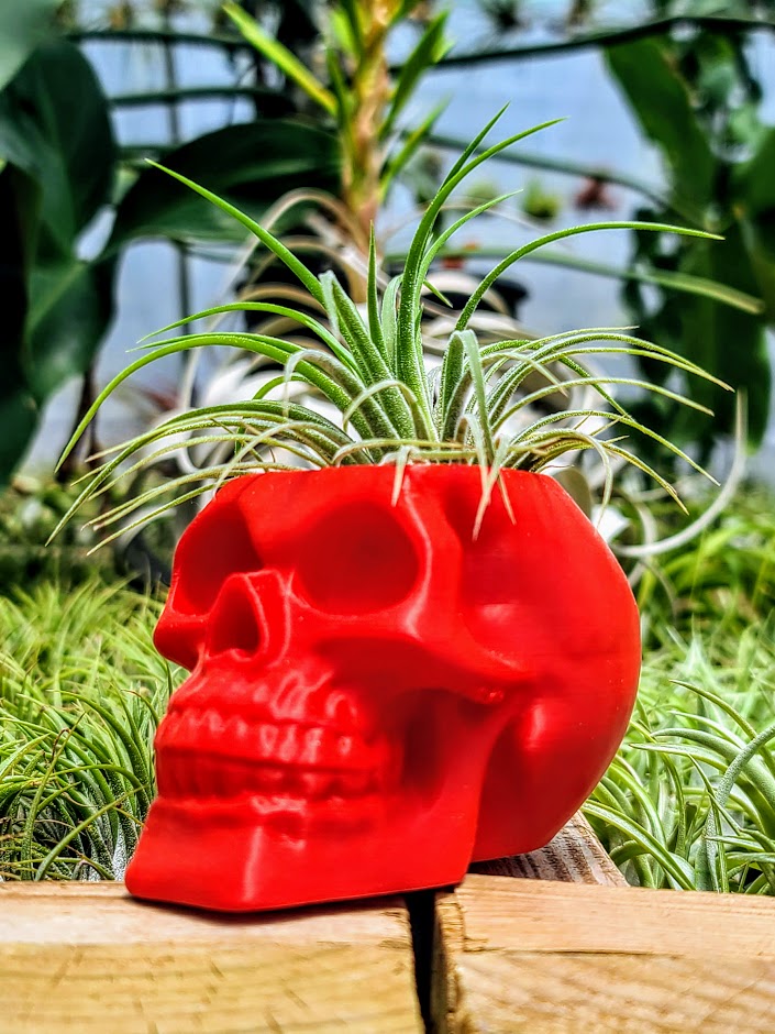 skull air plant Red Skull 3D Printed Holder w/ Ionantha Druid