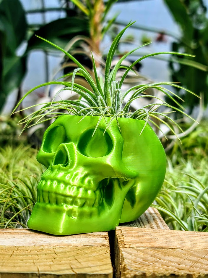 skull air plant Green Skull 3D Printed Holder w/ Ionantha Druid