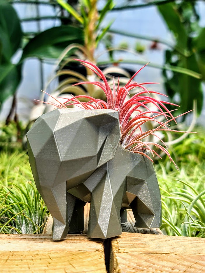 3d printed air plant holder stl Small Elephant 3D Printed Holder w/ Ionantha