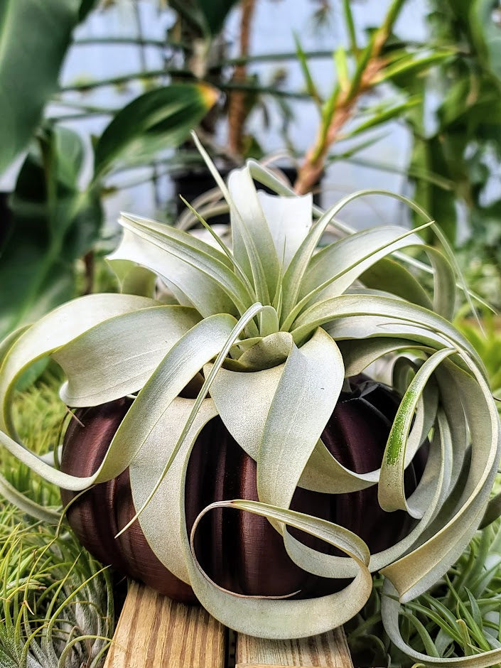 pumpkin air plant Large Brown Pumpkin 3D Printed Holder w/ Xerographica
