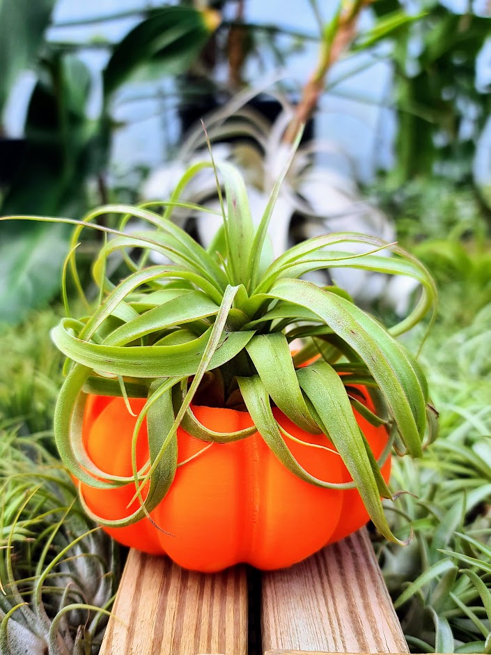 Medium Orange Pumpkin 3D Printed Holder w/ Streptophylla Hybrid