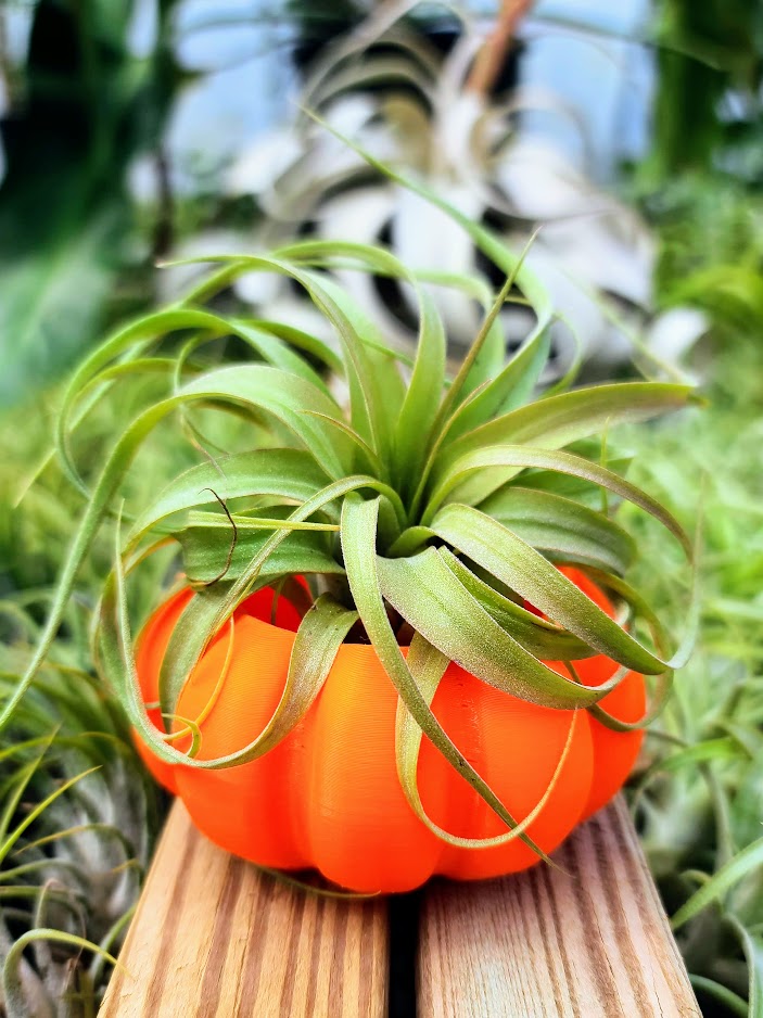 Small Orange Pumpkin 3D Printed Holder w/ Streptophylla Hybrid