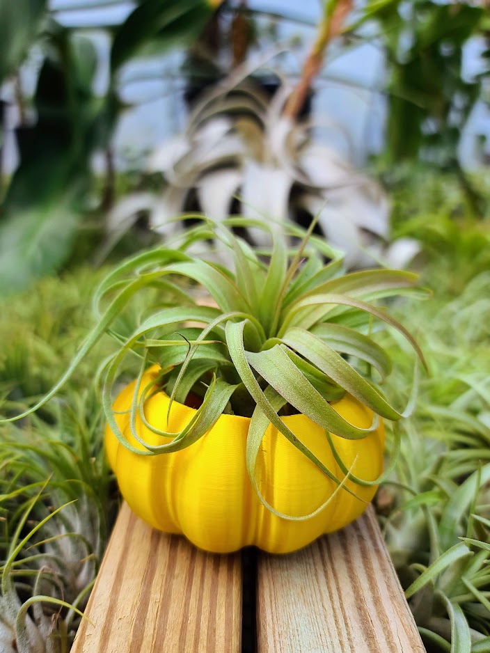 pumpkin air plant holder Small Yellow Pumpkin 3D Printed Holder w/ Streptophylla Hybrid