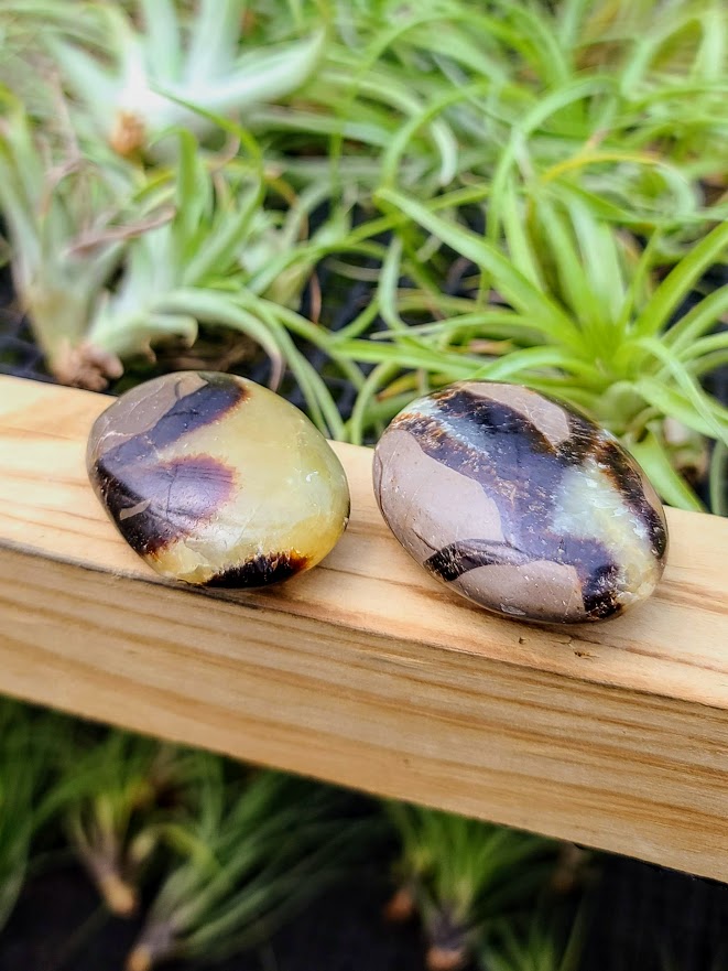 Septarian Crystal Palm Stone