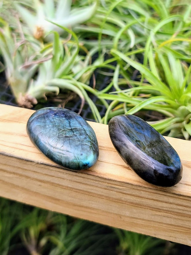crystal palm plant Labradorite Crystal Palm Stone