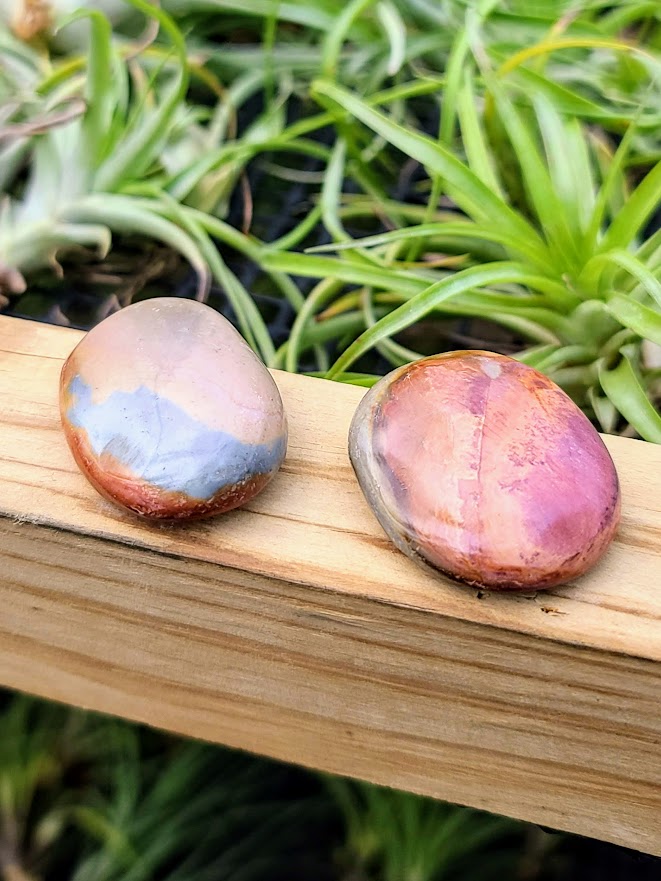 crystal palm plant Polychrome Jasper Crystal Palm Stone
