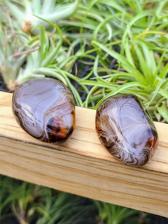 crystal palm plant Sardonyx Crystal Palm Stone