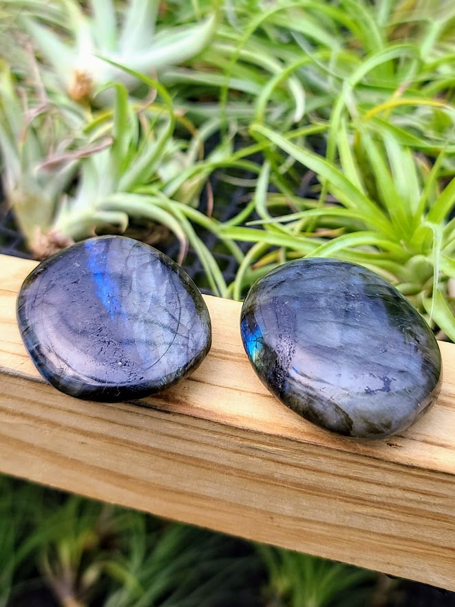 crystal palm plant Labradorite Crystal Palm Stone