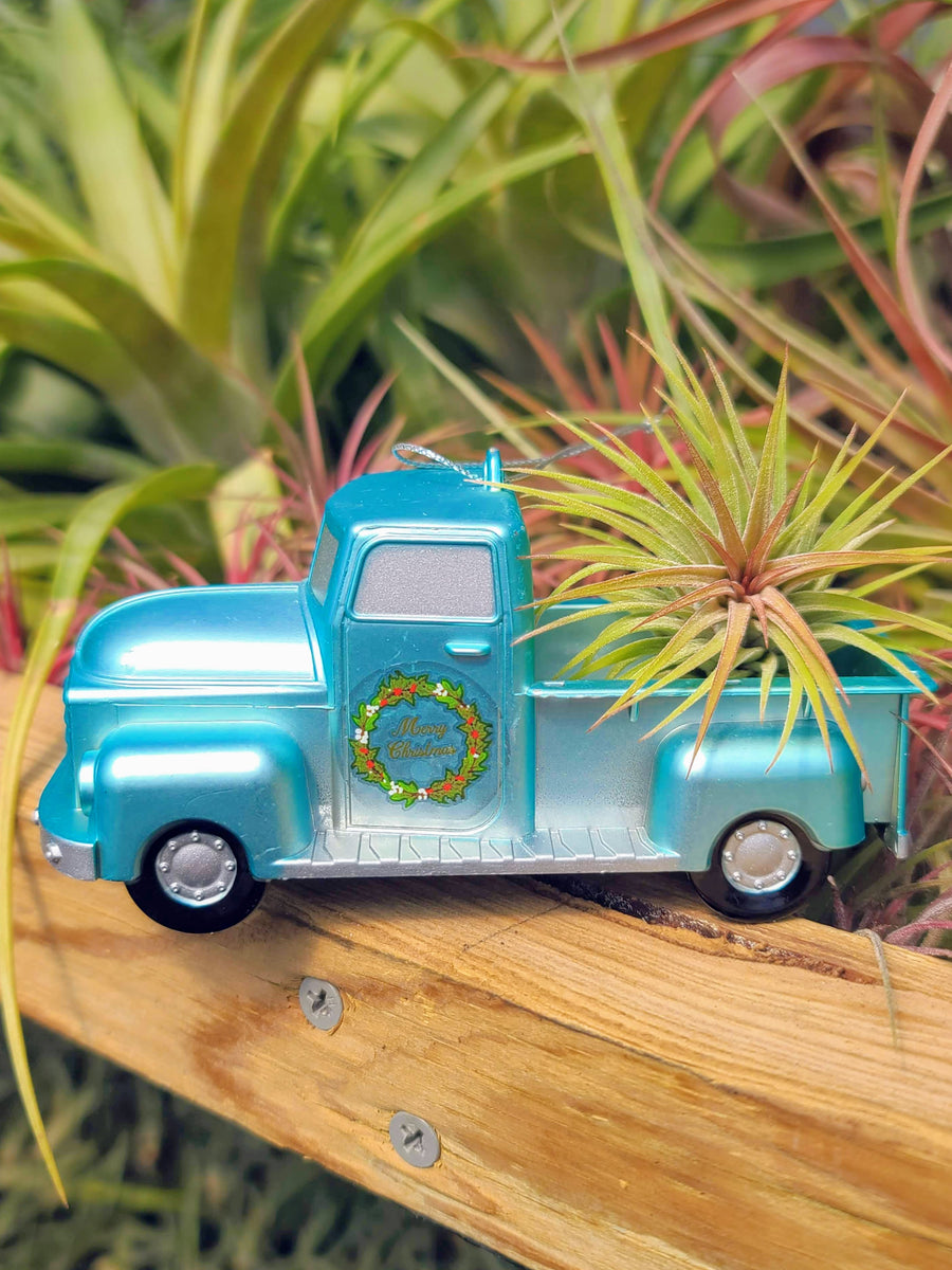 Blue Truck Air Plant Holder with Rubra