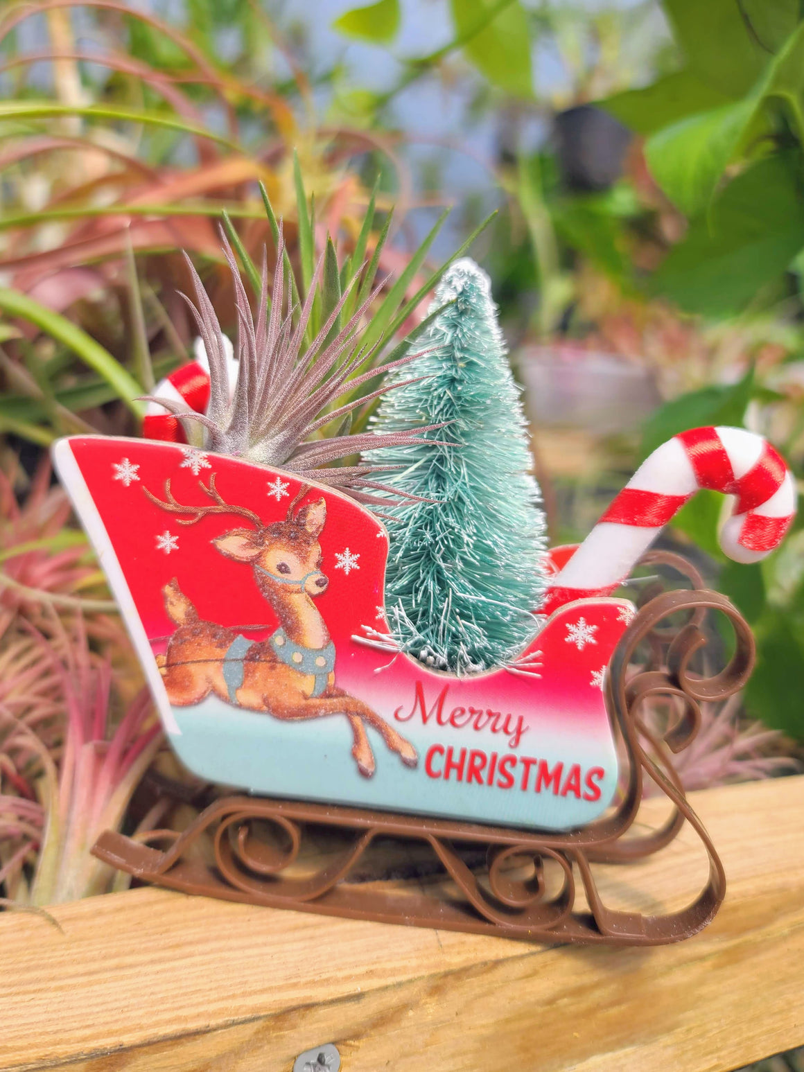 Reindeer Sleigh Air Plant Holder with Two Air Plants