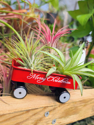 Red Christmas Wagon Air Plant Holder with Three Air Plants
