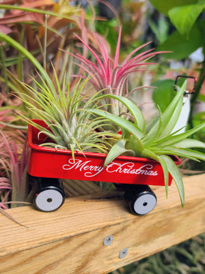 Red Christmas Wagon Air Plant Holder with Three Air Plants