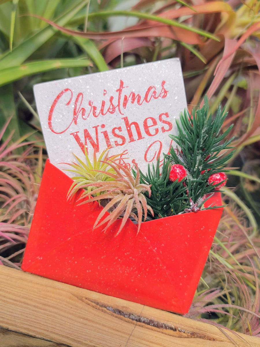 Christmas Card Air Plant Holder with Two Ionantha Mexicans