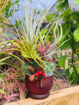 Christmas Air Plant Holder with Bouquet