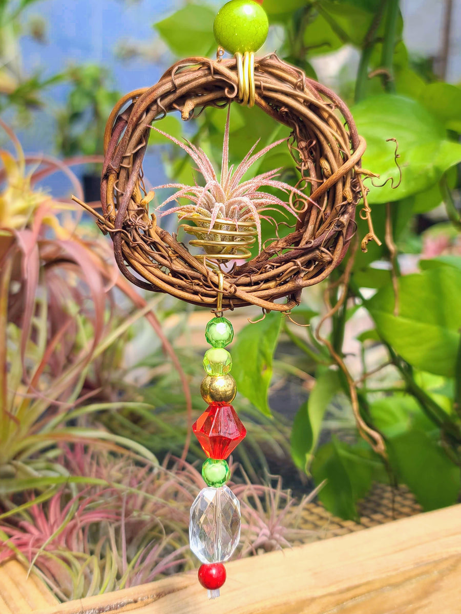 Wreath Air Plant Holder with Ionantha Mexican