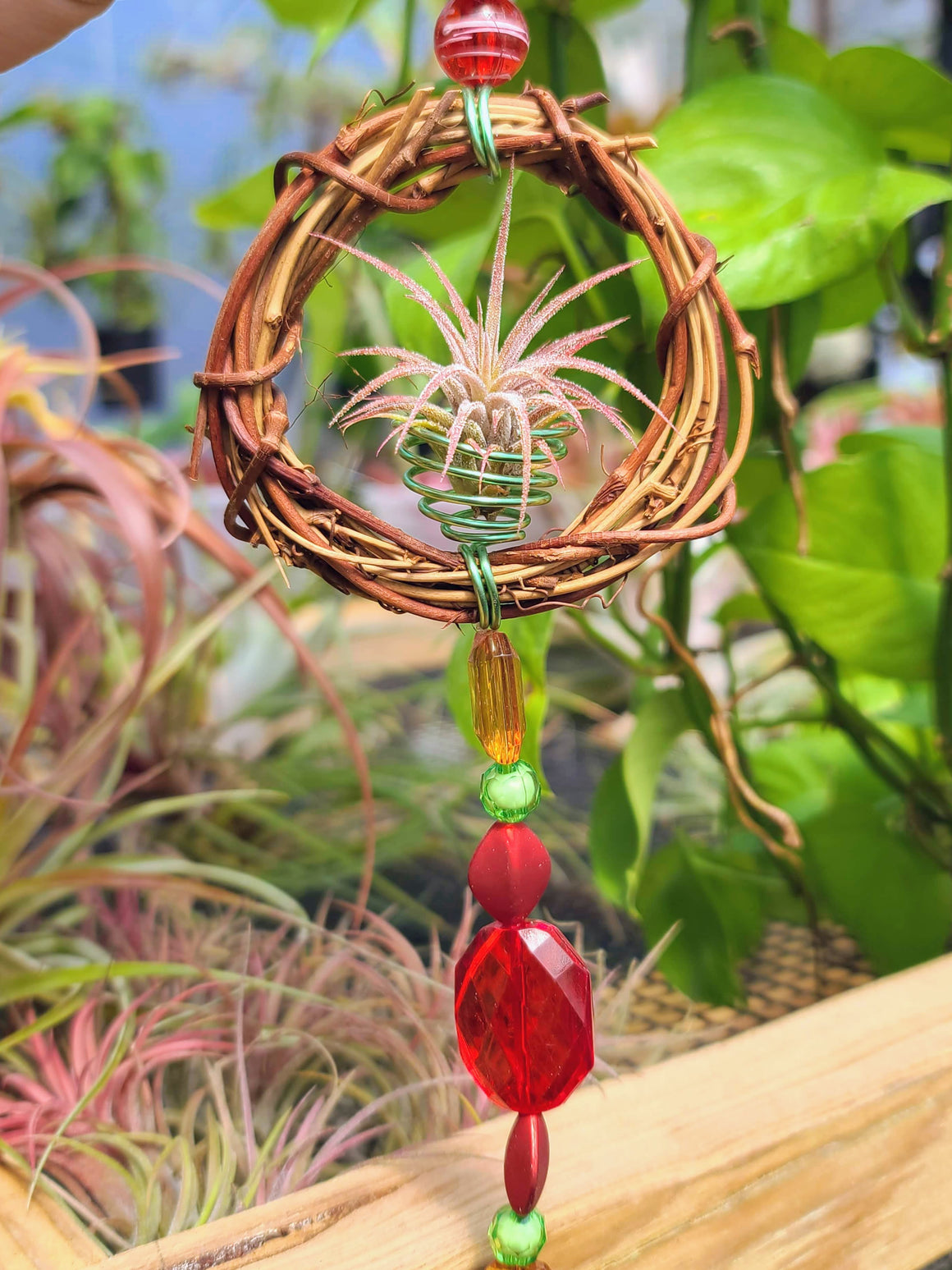 Wreath Air Plant Holder with Ionantha Mexican