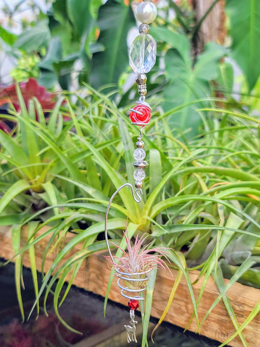Beaded Air Plant Hanger with Ionantha Mexican