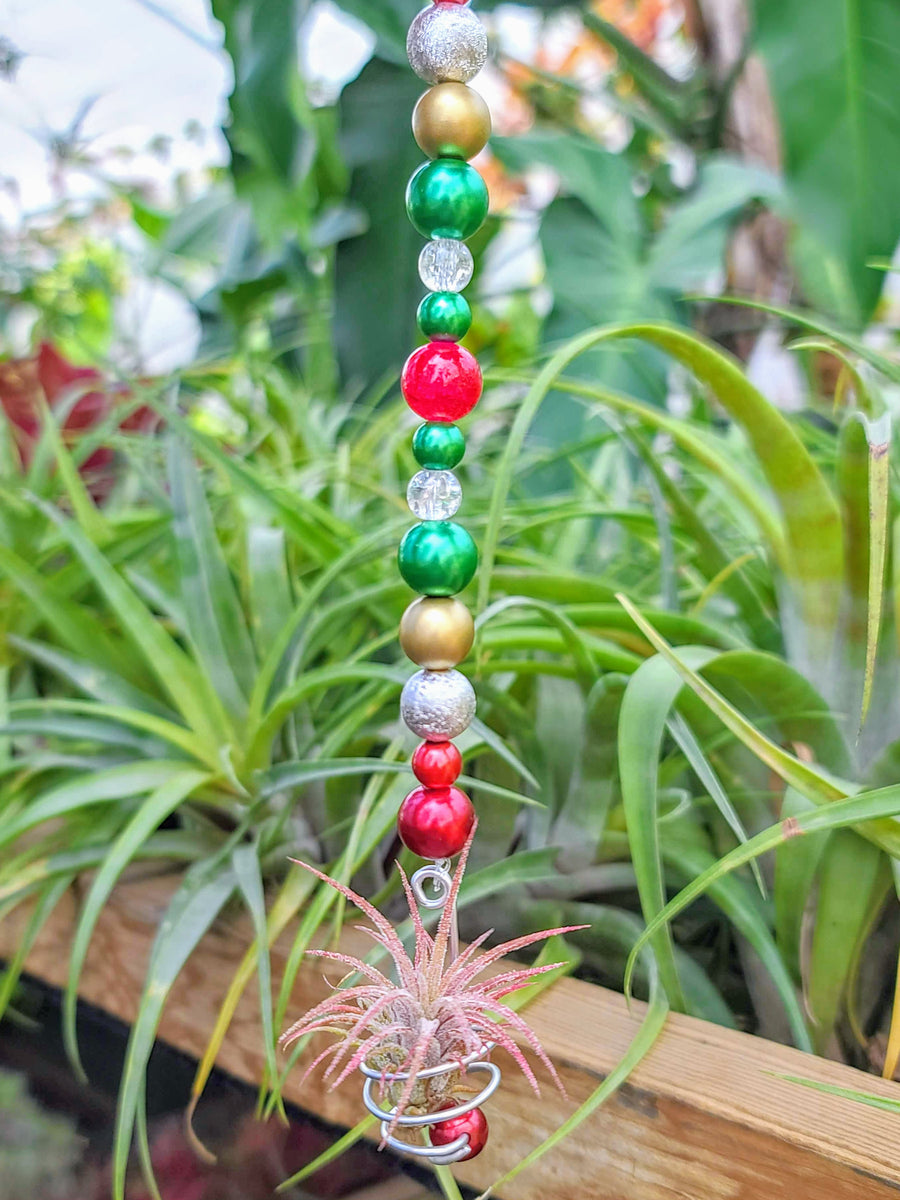 Beaded Air Plant Hanger with Ionantha Mexican