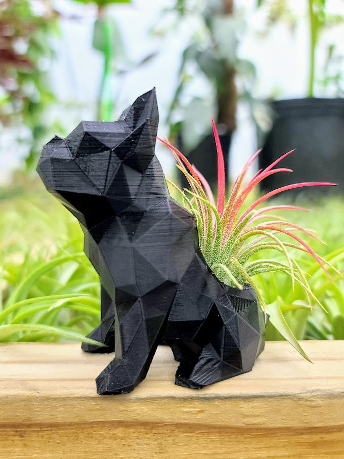 Small Frenchie 3D Printed Holder w/ Ionantha