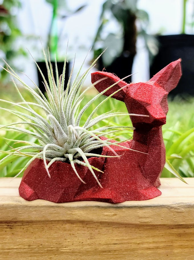 3d print air plant holder Small Deer 3D Printed Holder w/ Ionantha