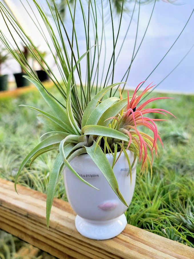 types of air plants pictures Air Plant Bouquet w/ Face Pot Holder