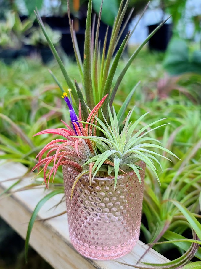 Air Plant Bouquet w/ Pink Glass Holder