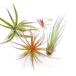 Air Plant Variety Pack (3, Large 4-5"+)