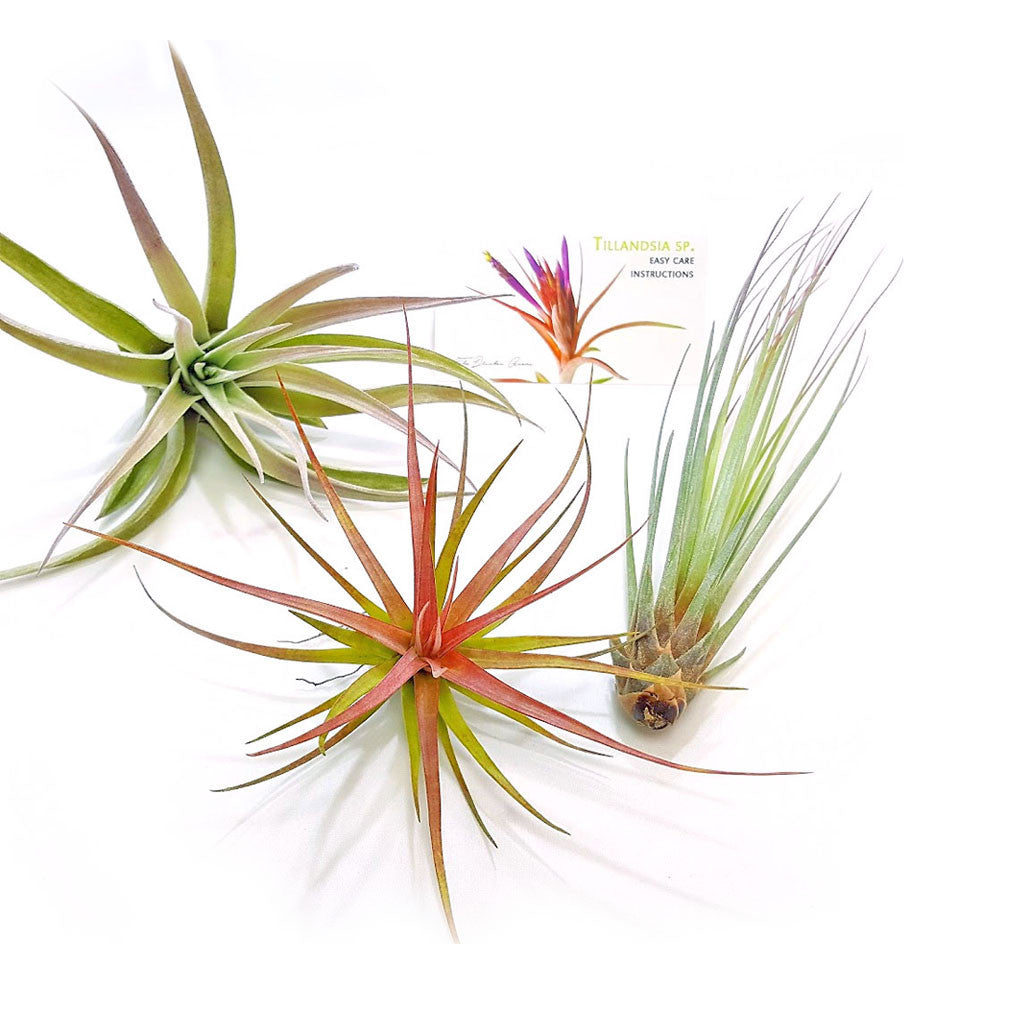 Air Plant Variety Pack (3, Large 4-5"+)