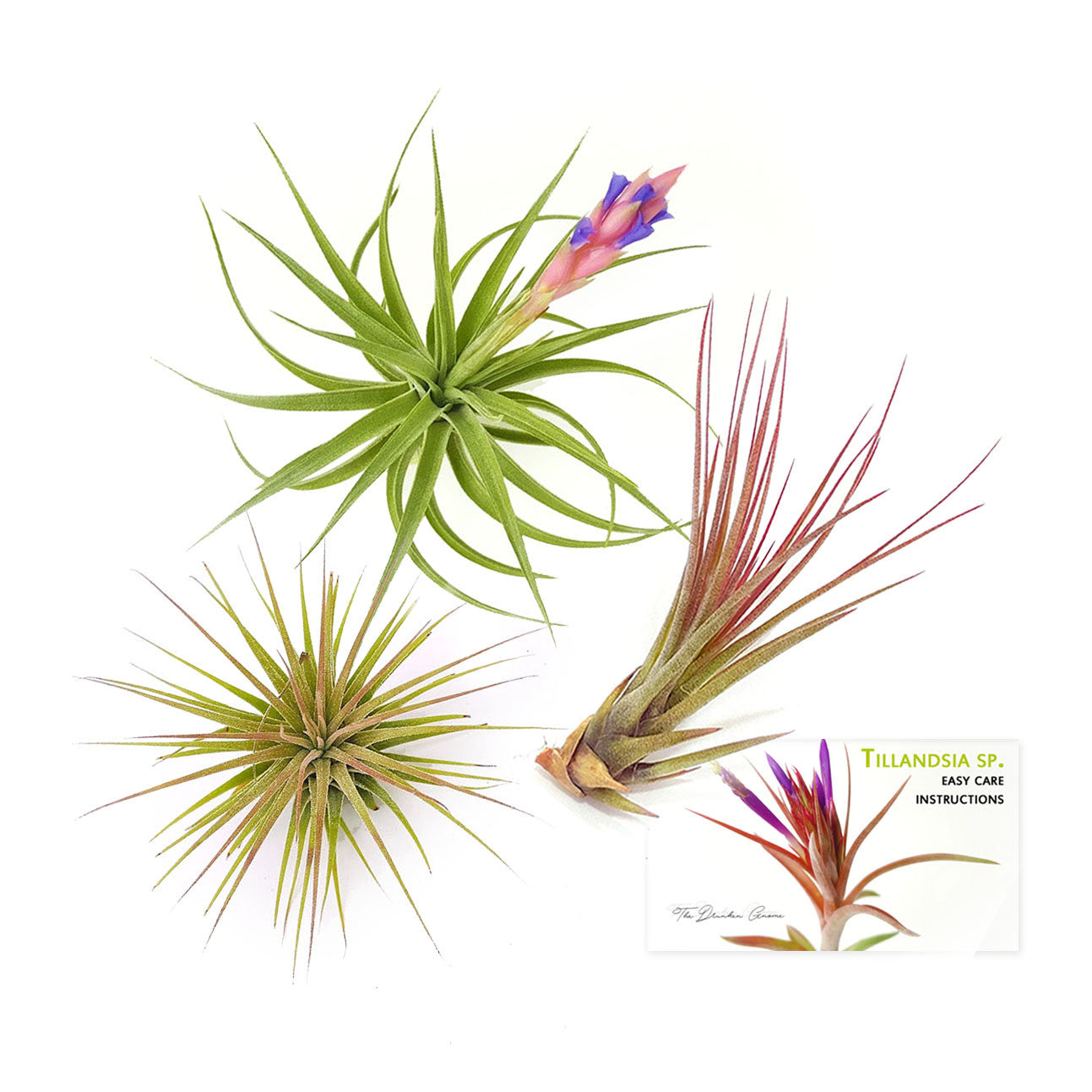 The Inca Collection of Tillandsia Air Plants – Air Plant Supply Co.