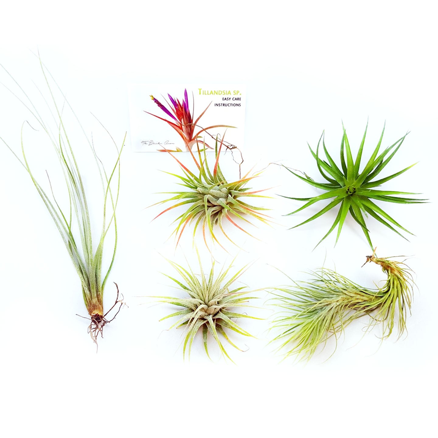 air plants arizona Air Plant Variety Pack (5, Small 1-2")