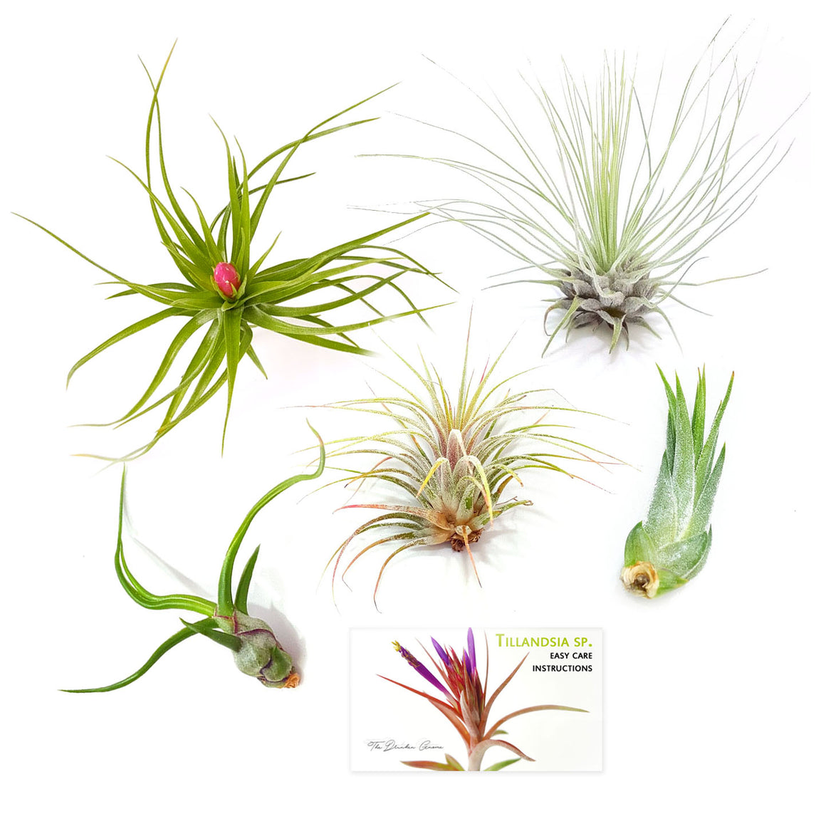 Air Plant Variety Pack (5, Small 1-2")