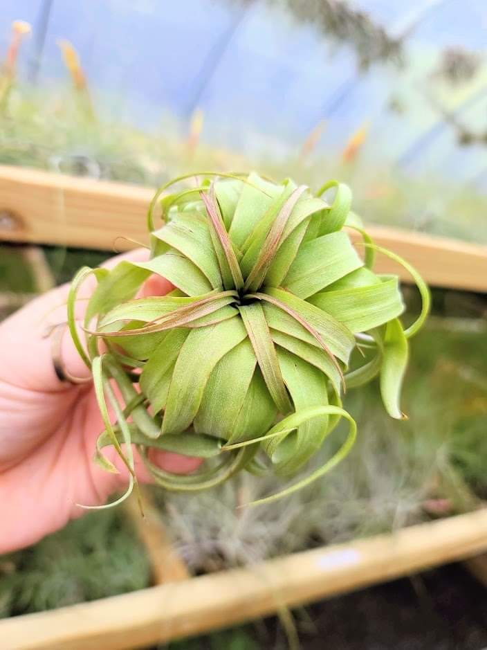 streptophylla air plant Sellers Choice