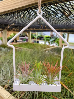 Hanging House Holder with 3 IO Mexican Air Plants