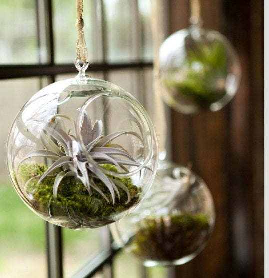 hanging air plant terrarium Air Plant Variety Pack (10, Small 1-2")