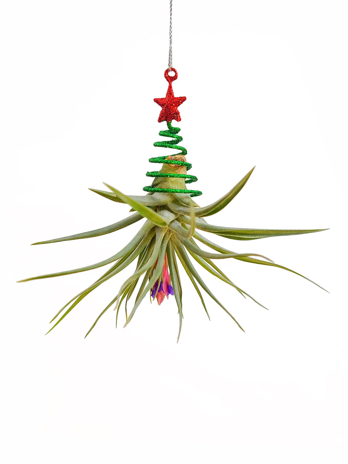 Spiral Christmas Tree Air Plant Hanger with Aeranthos