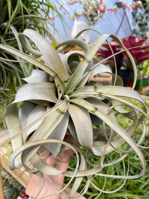 Less-Than-Perfect Xerographica
