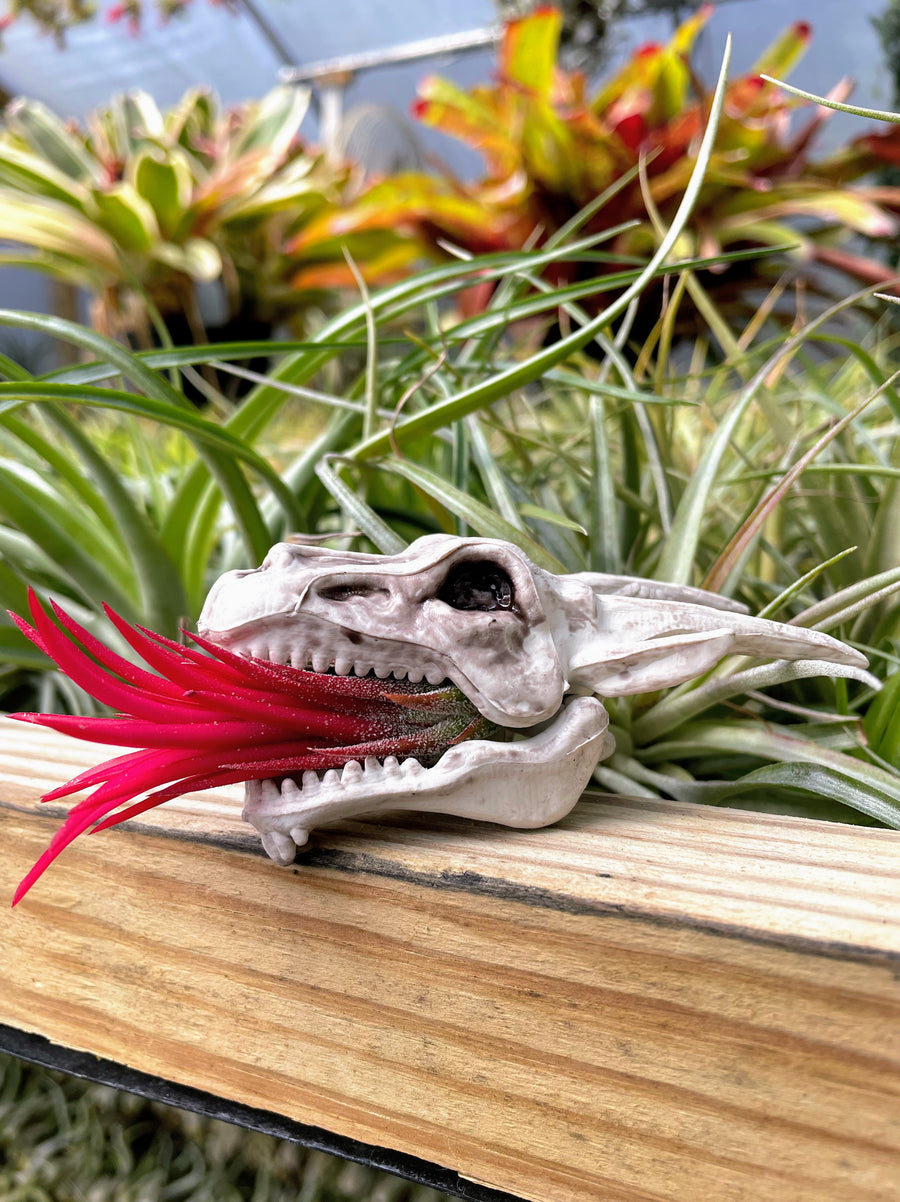 Fire Breathing Dragon Skull Holder with Fuego Air Plant