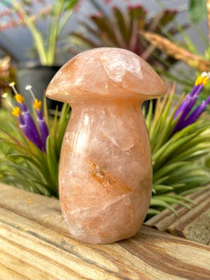 WYSIWYG- Golden Healer Mushroom