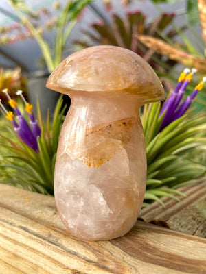 WYSIWYG- Golden Healer Mushroom
