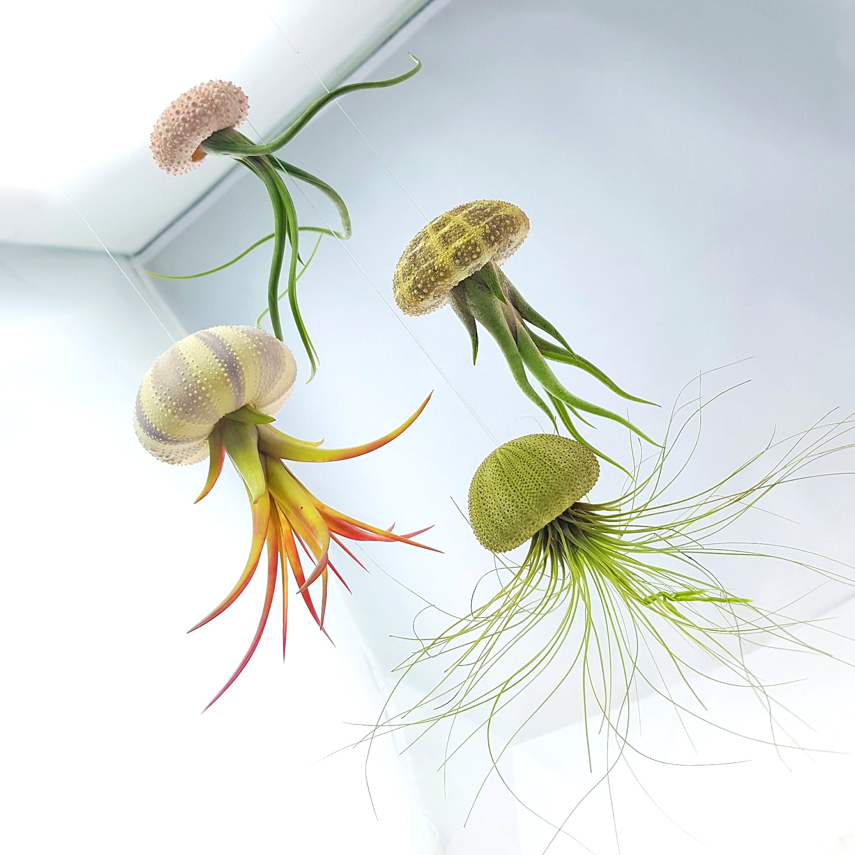 the drunken gnome air plant care Air Plant Variety Pack (3, Small 1-2")