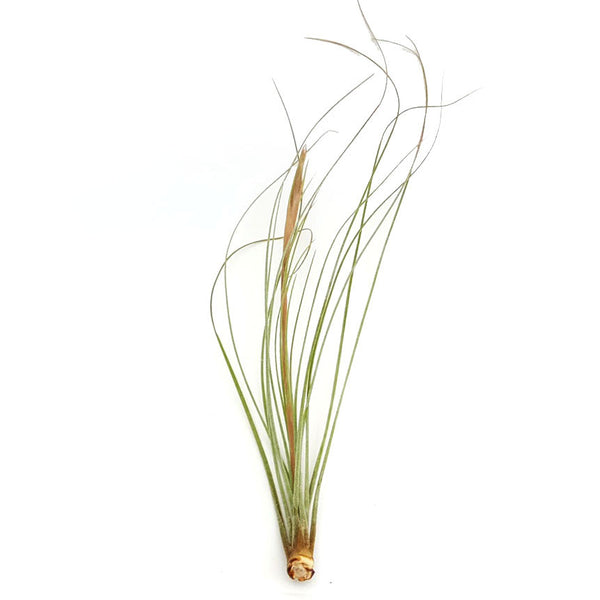 Juncea Air Plants - TheDrunkenGnome Airplant Co.